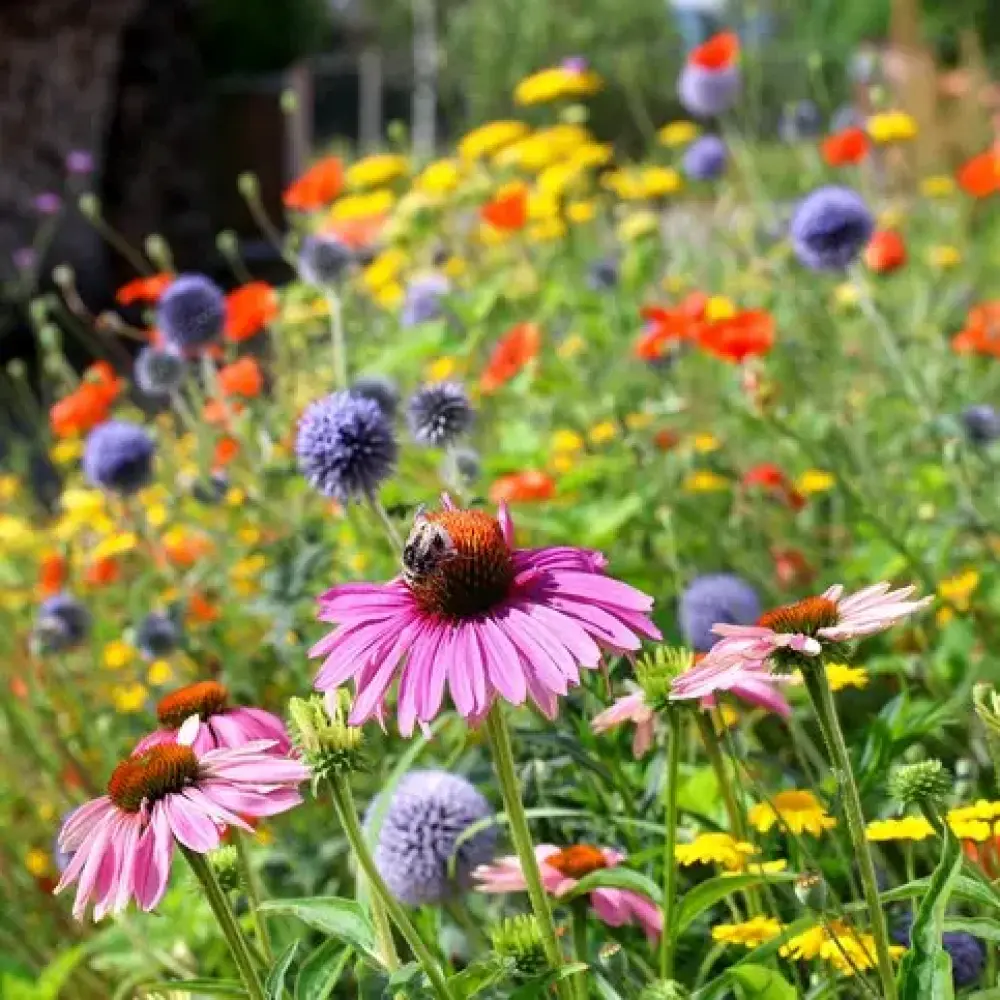 1000018470 ae838fed8d3697330ae83fe645b3ab85