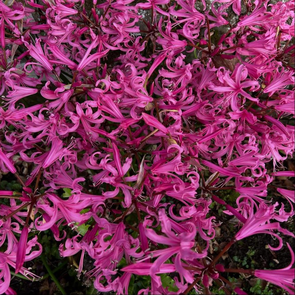 572139175_18503669842069702_2347257592144937063_n