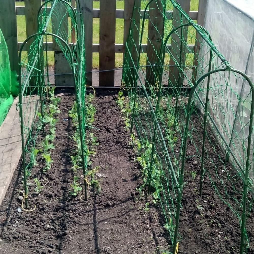 arched pea support frame
