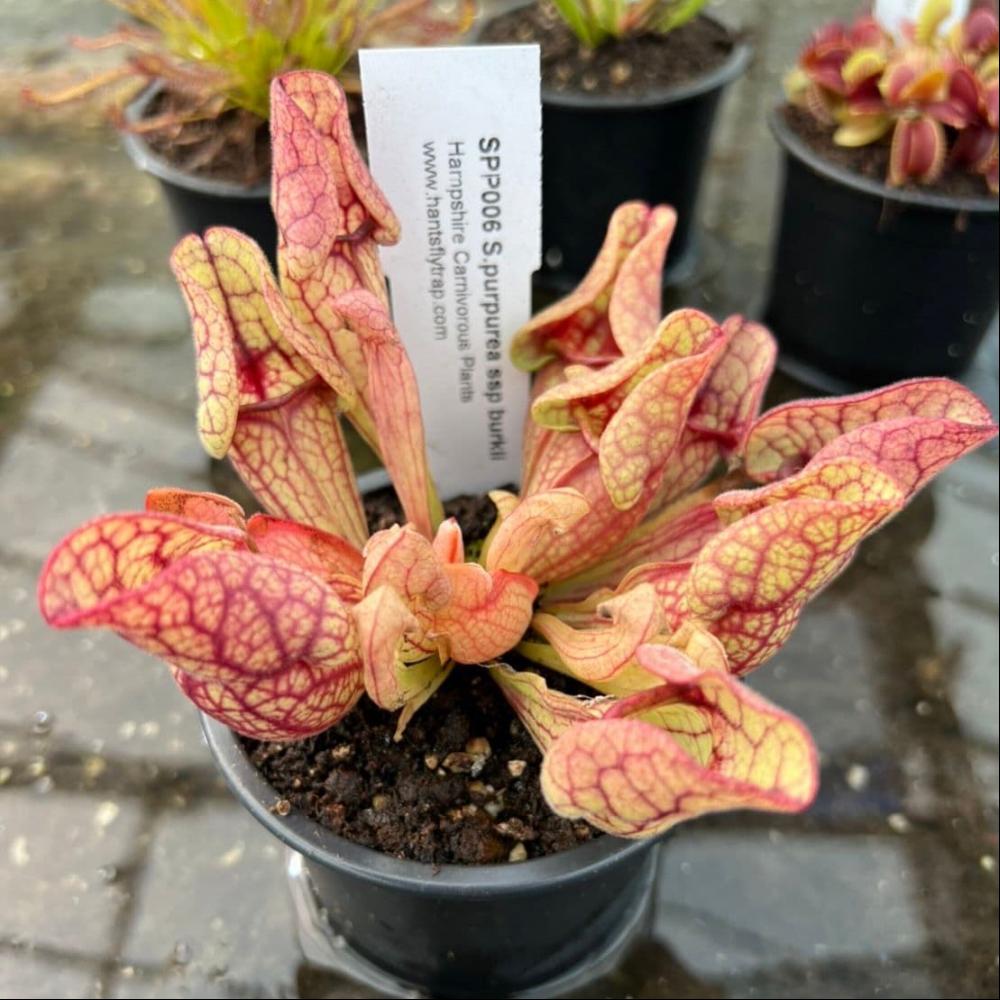 bc1001 beginners collection 4 4 1 p 1