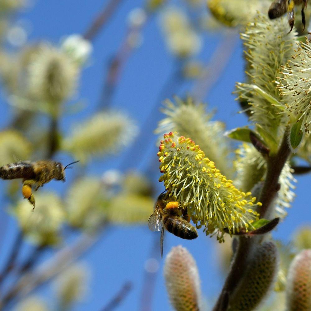 beekeeping with bj sheriff