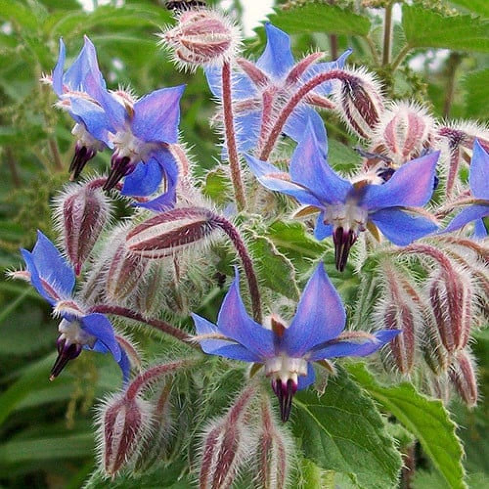 borage