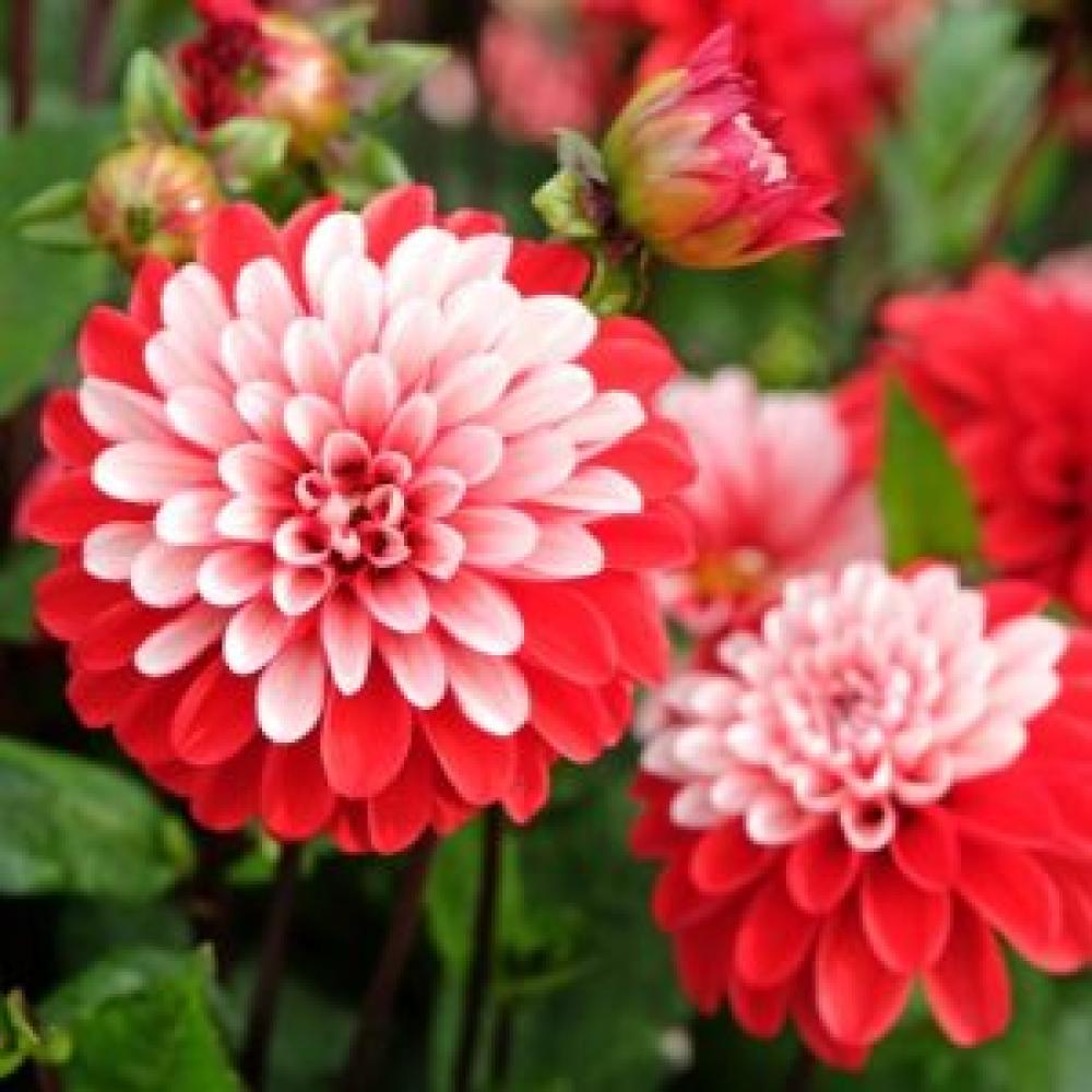 dahlia pacific time2 300x300