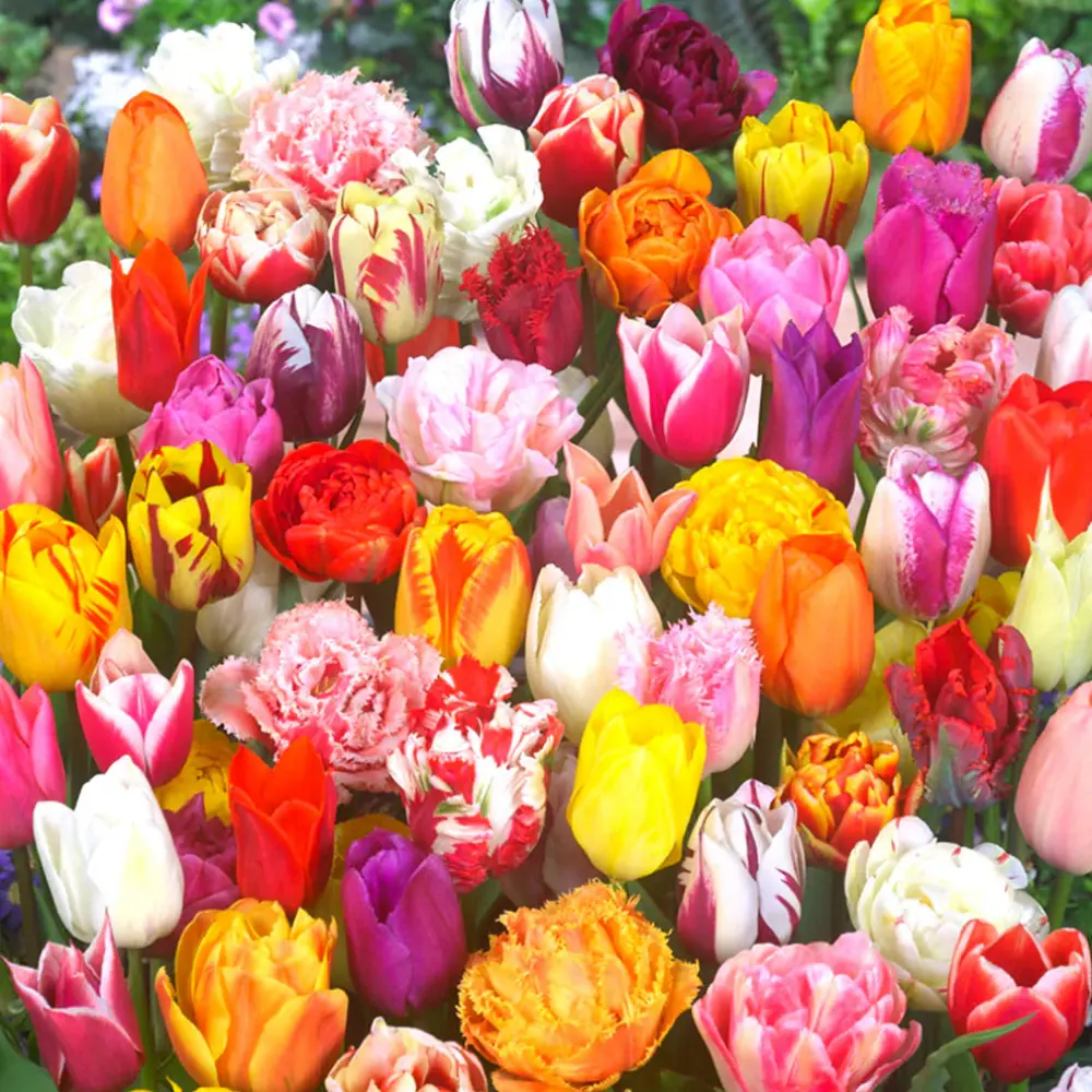 eternal_spring_tulip_mix 3_580x7732x