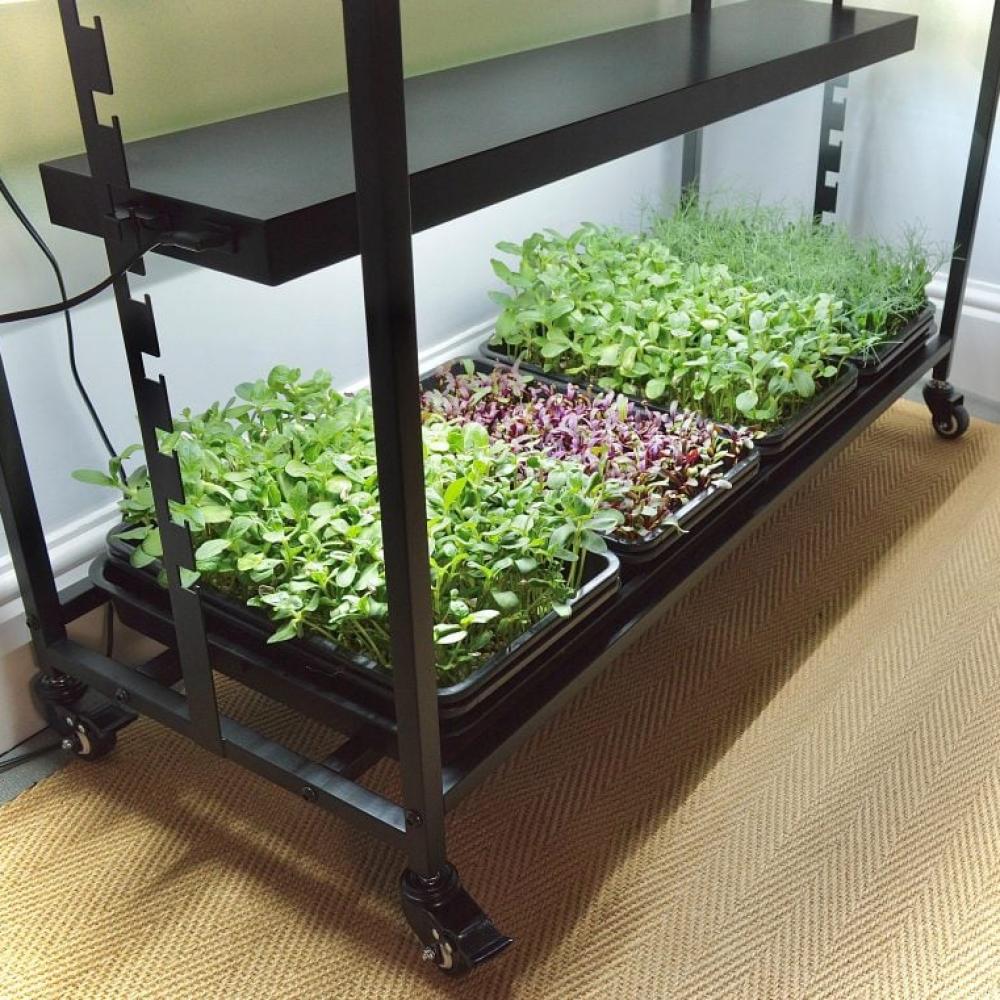 g289 high rise light garden with plants 1