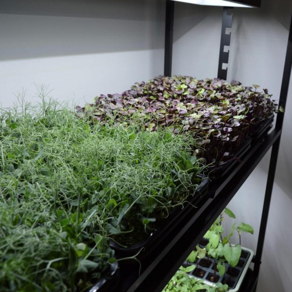 g289 high rise light garden with plants close up