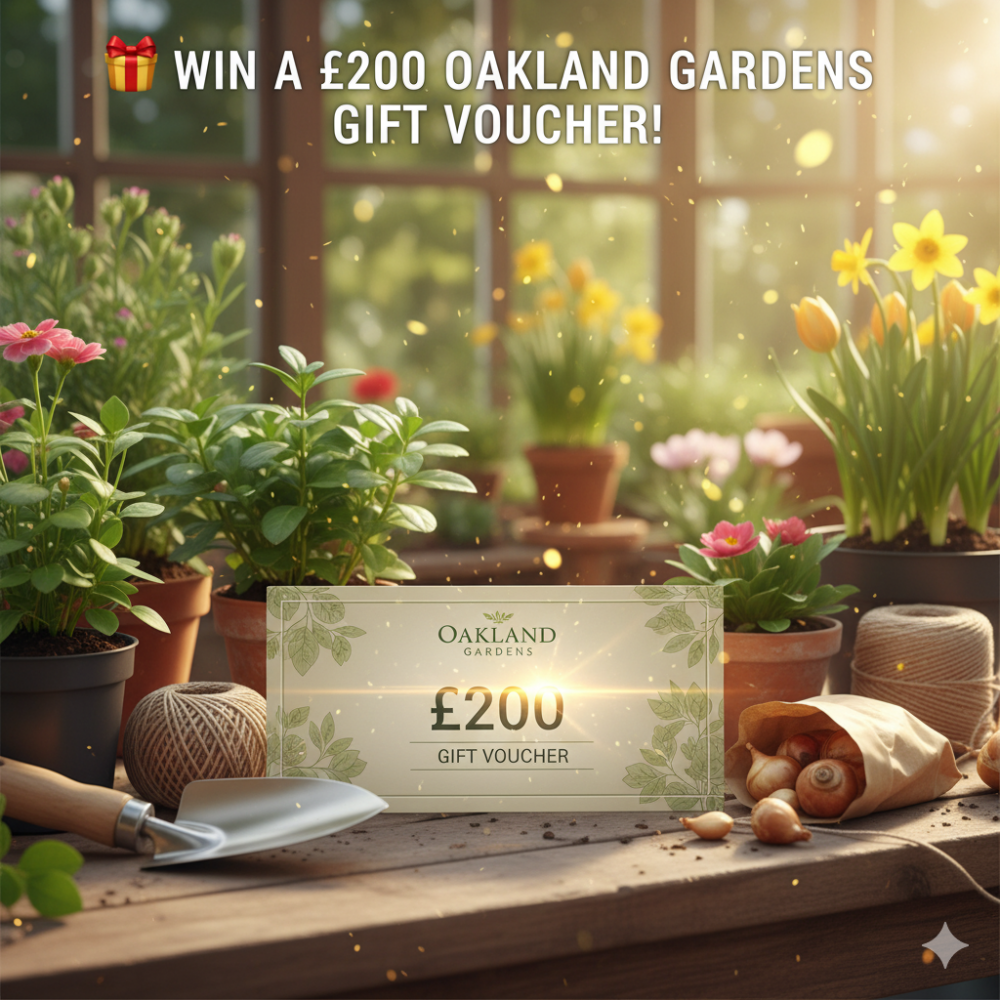 gemini_generated_image_38qqvg38qqvg38qq