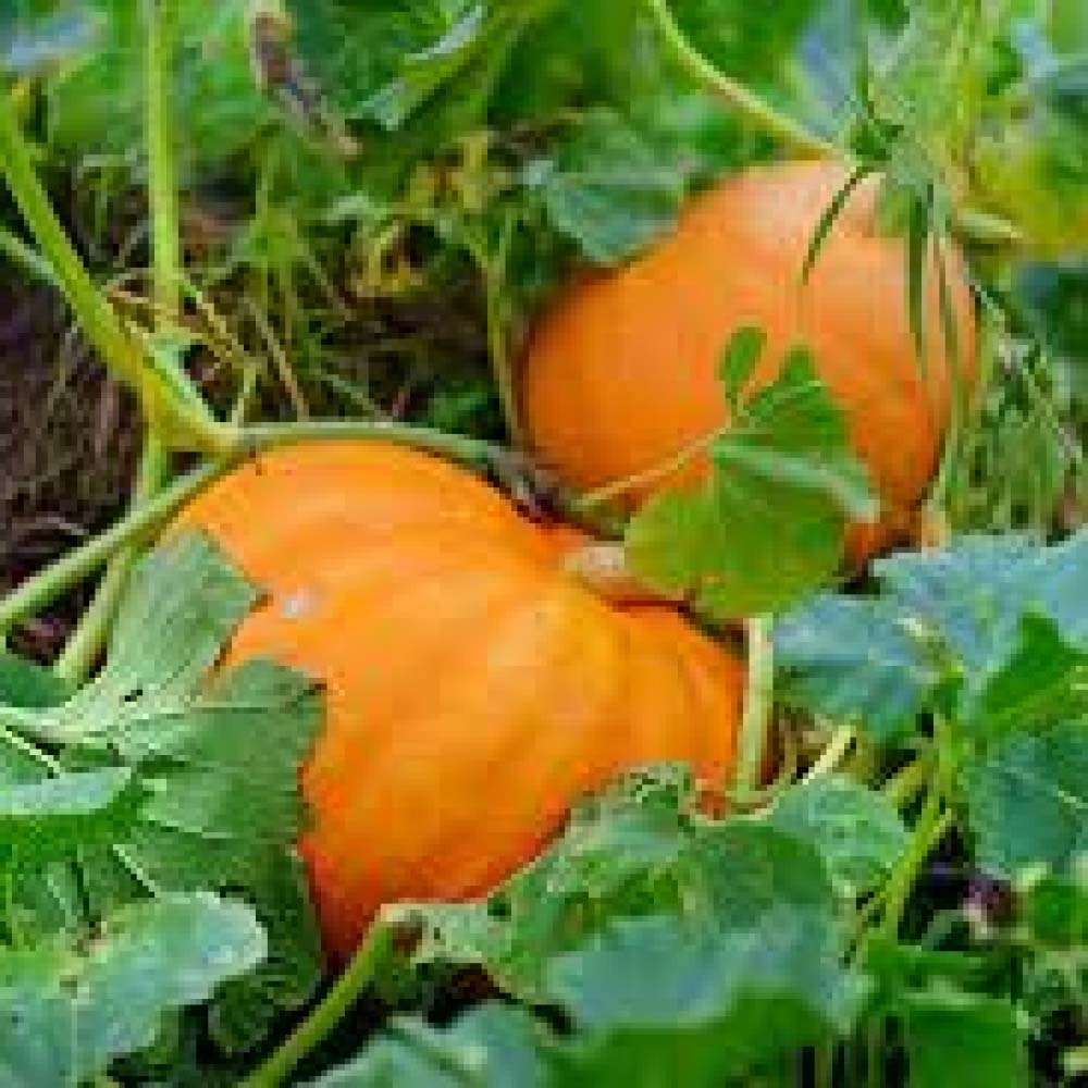 uploads/images/Fun Facts about Pumpkins