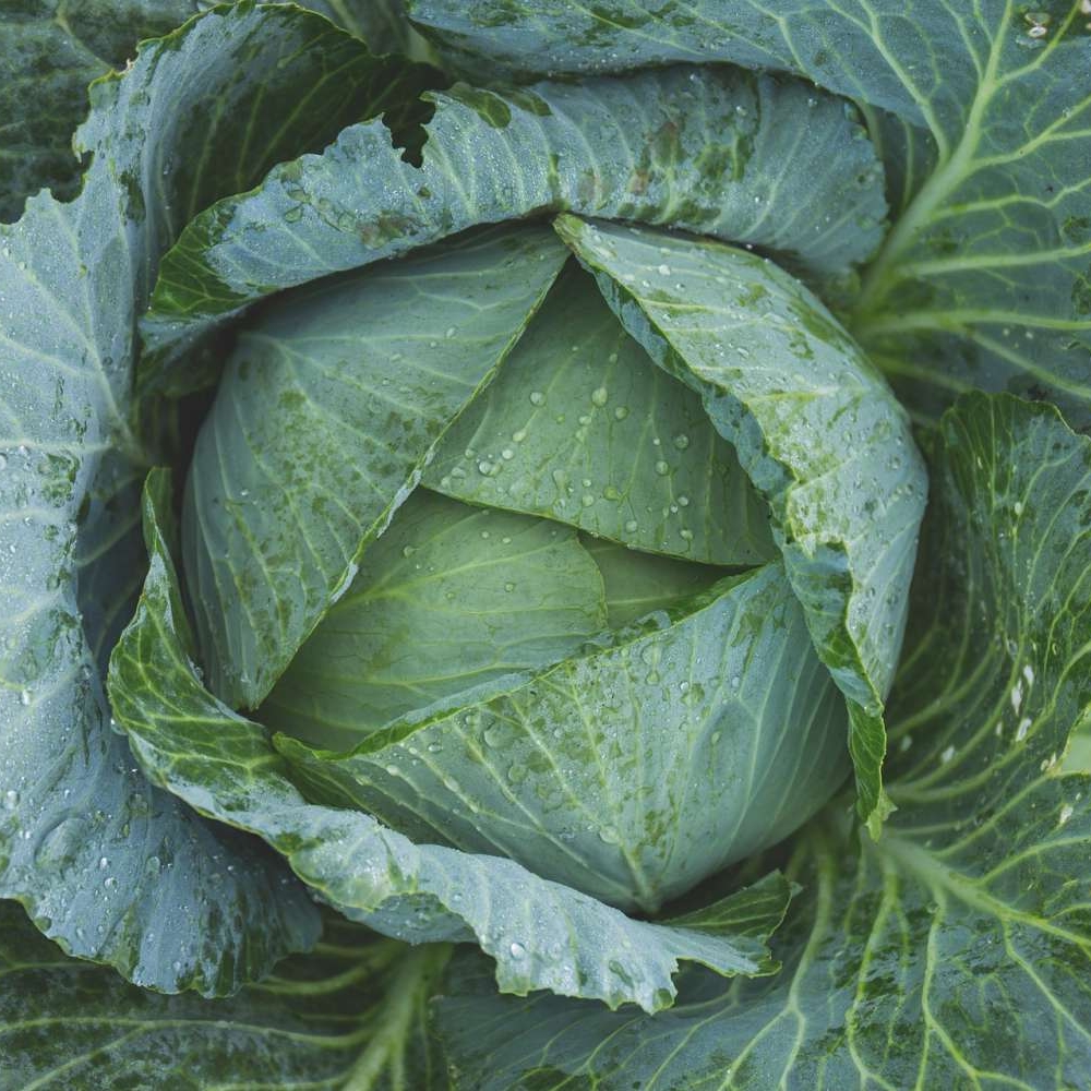 cabbage-1850722_1920.jpg