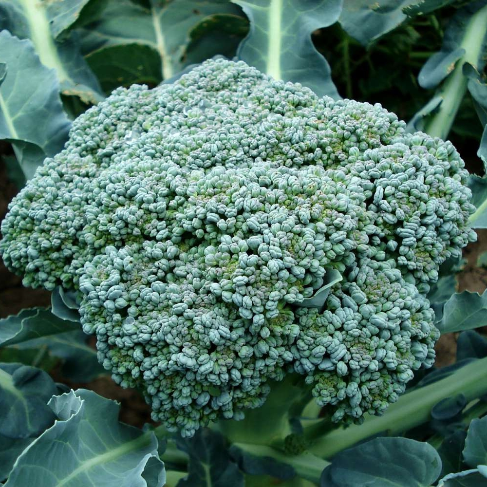 broccoli-494754_1920.jpg