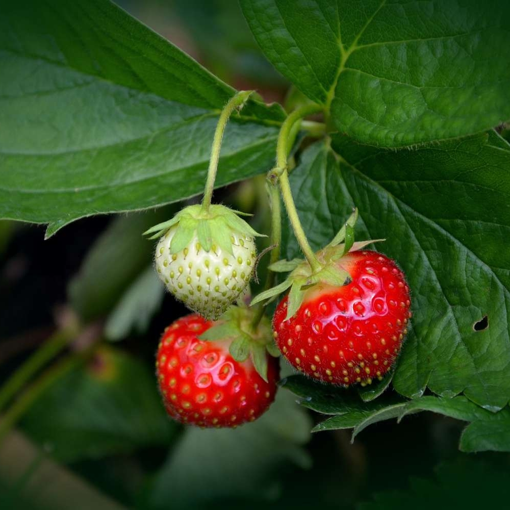 strawberry-plant-751178_1920.jpg
