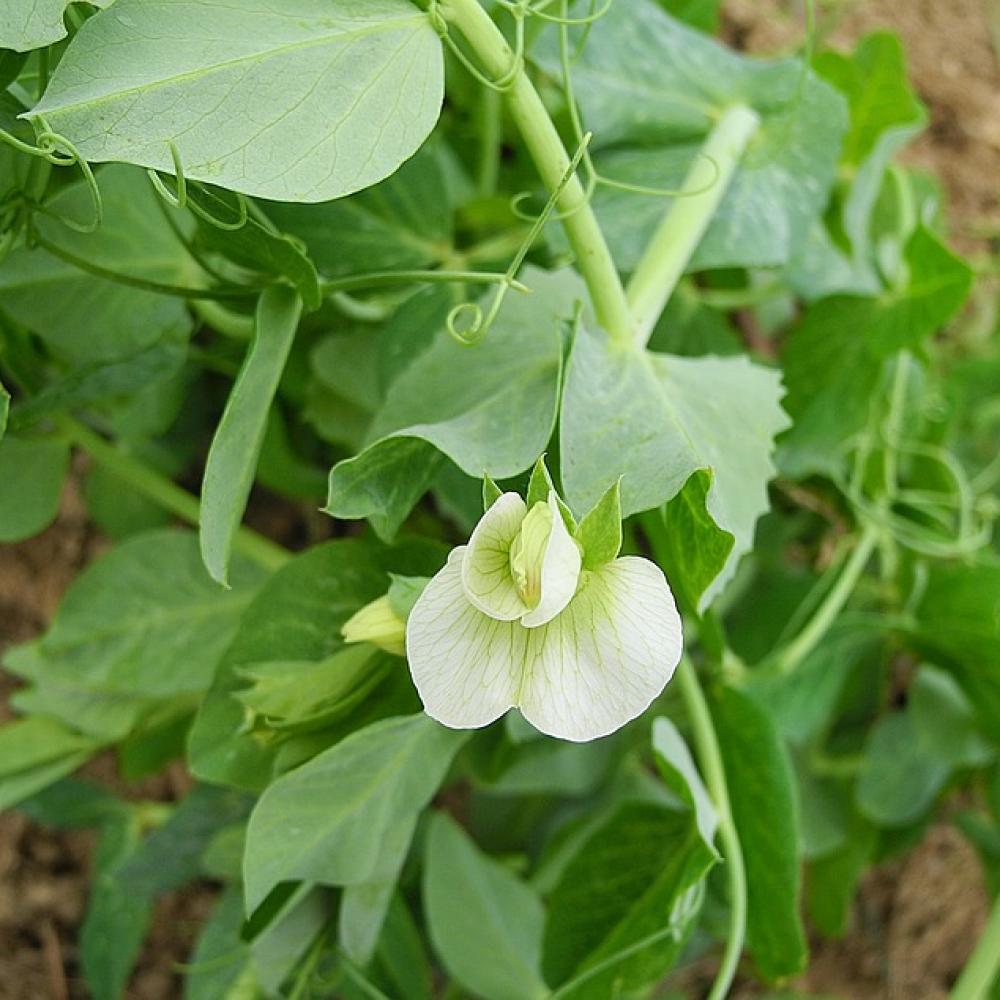 pea flower 2453972_640