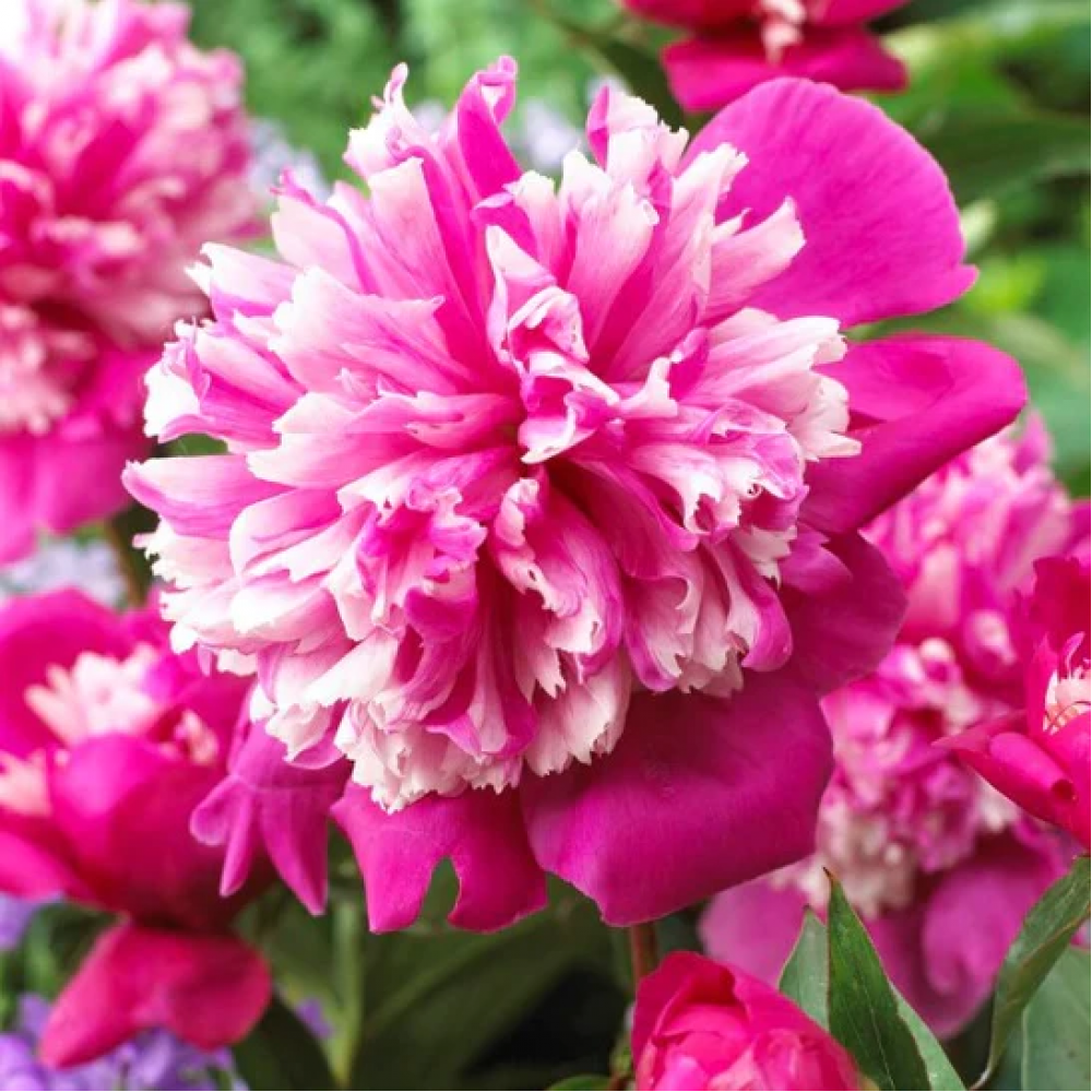 peony_roots_facebook_546x546_crop_center