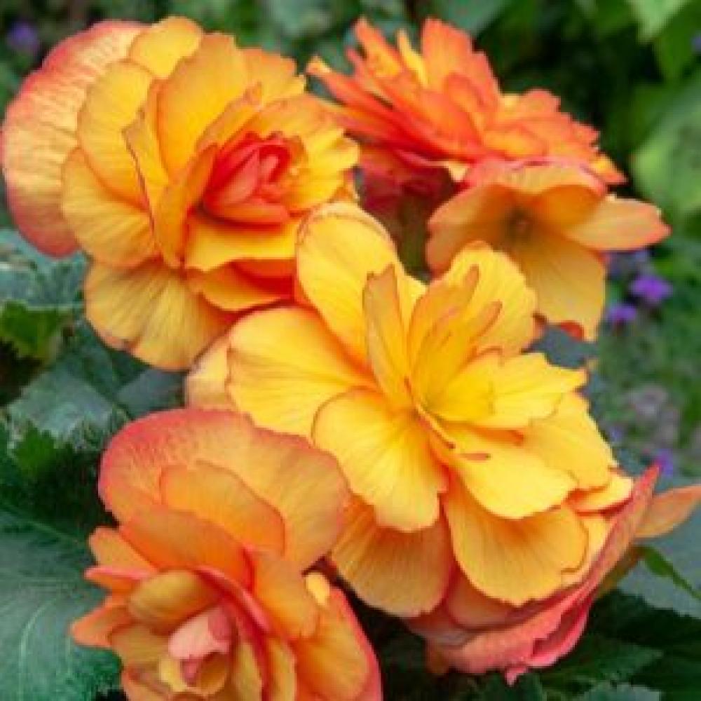 picotee begonia yellow and red2 300x300