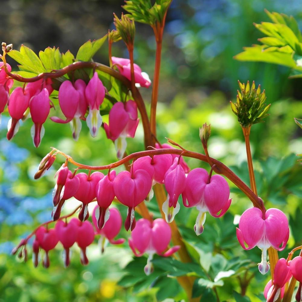 ritae asian bleeding heart 748549_1920