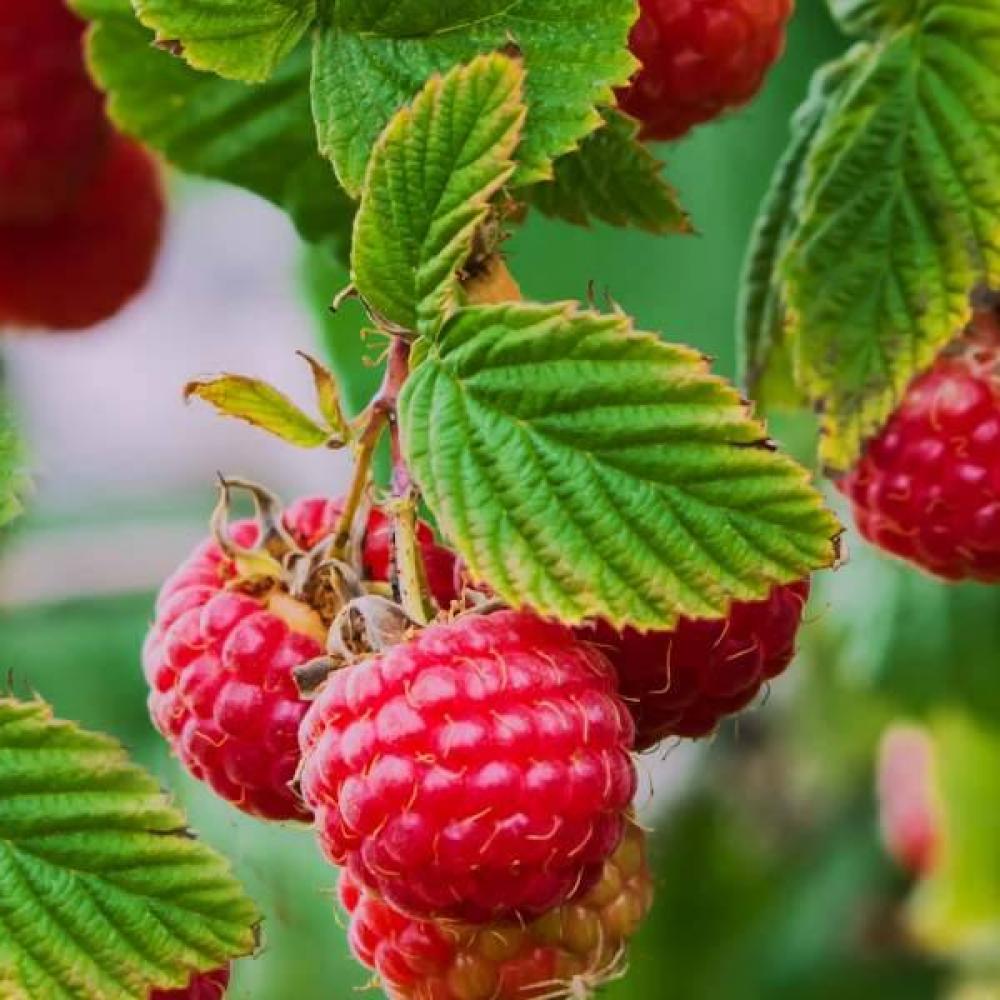 scottish raspberry canes