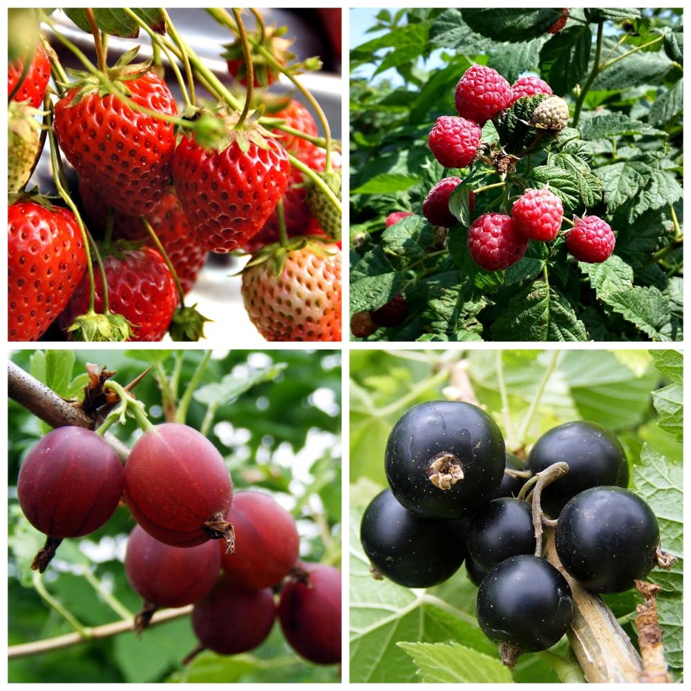 spring fruit collection