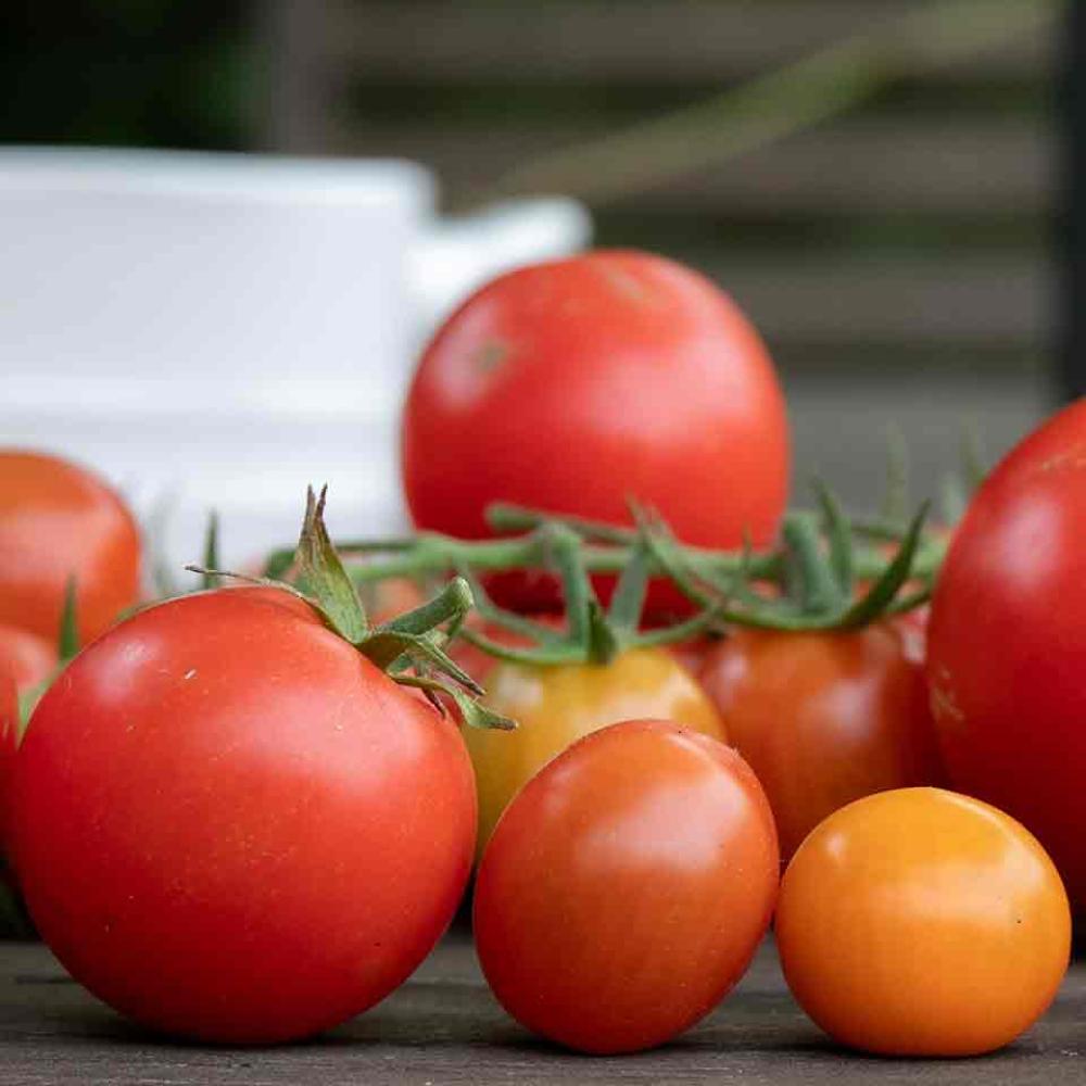 tomato mixed sept 2023 ih 20c