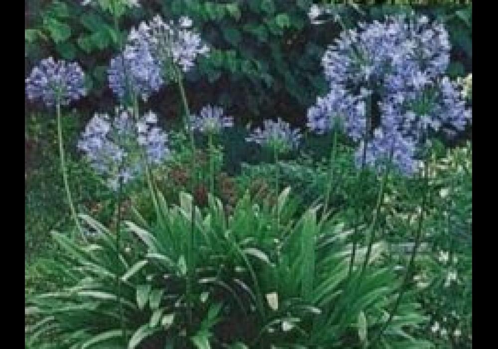 agapanthus blue center top 244x190