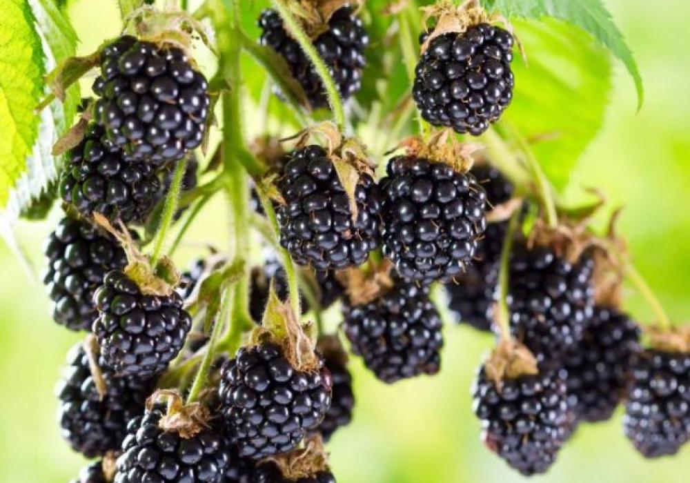 blackberry ouachita giant fruited commercial thorn less black berry large circa 150 180cms plants