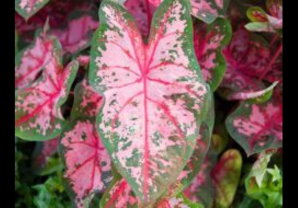 caladium carolyn whorton center top 244x190
