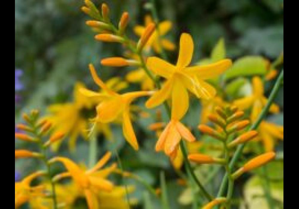 crocosmia george davison center top 244x190