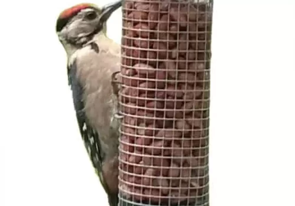 hedgebuddies woodpecker left