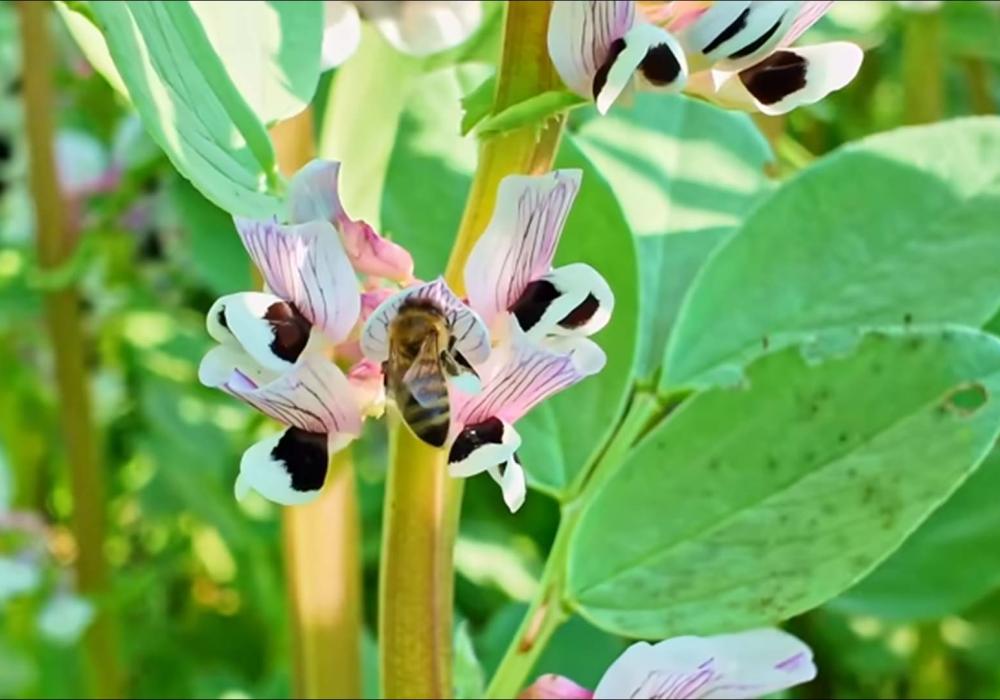 honey bee on broad bean flower