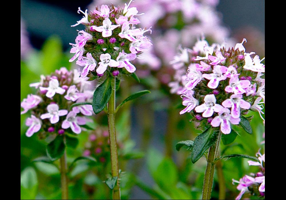 thyme jekka