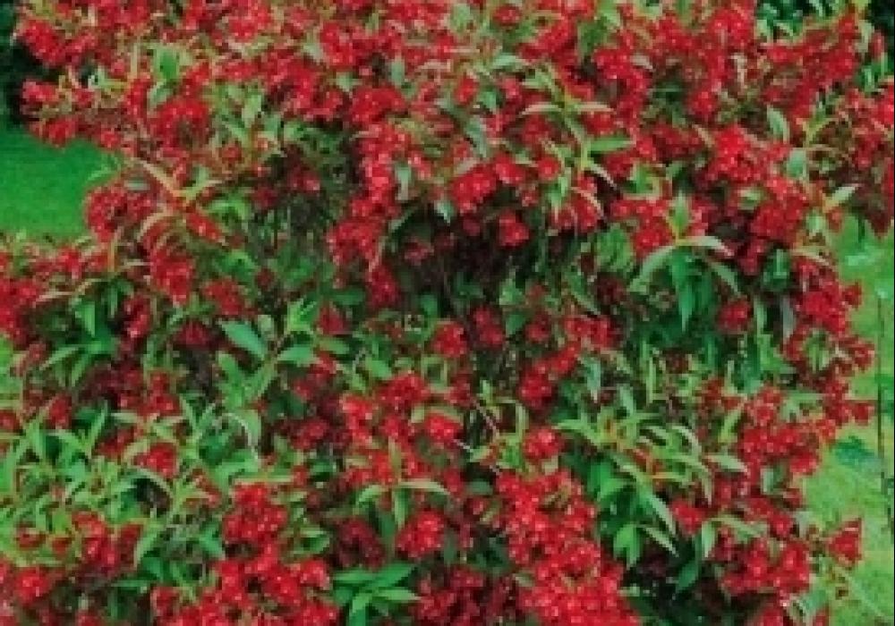weigela red prince deciduous shrub p434 27776_thumb