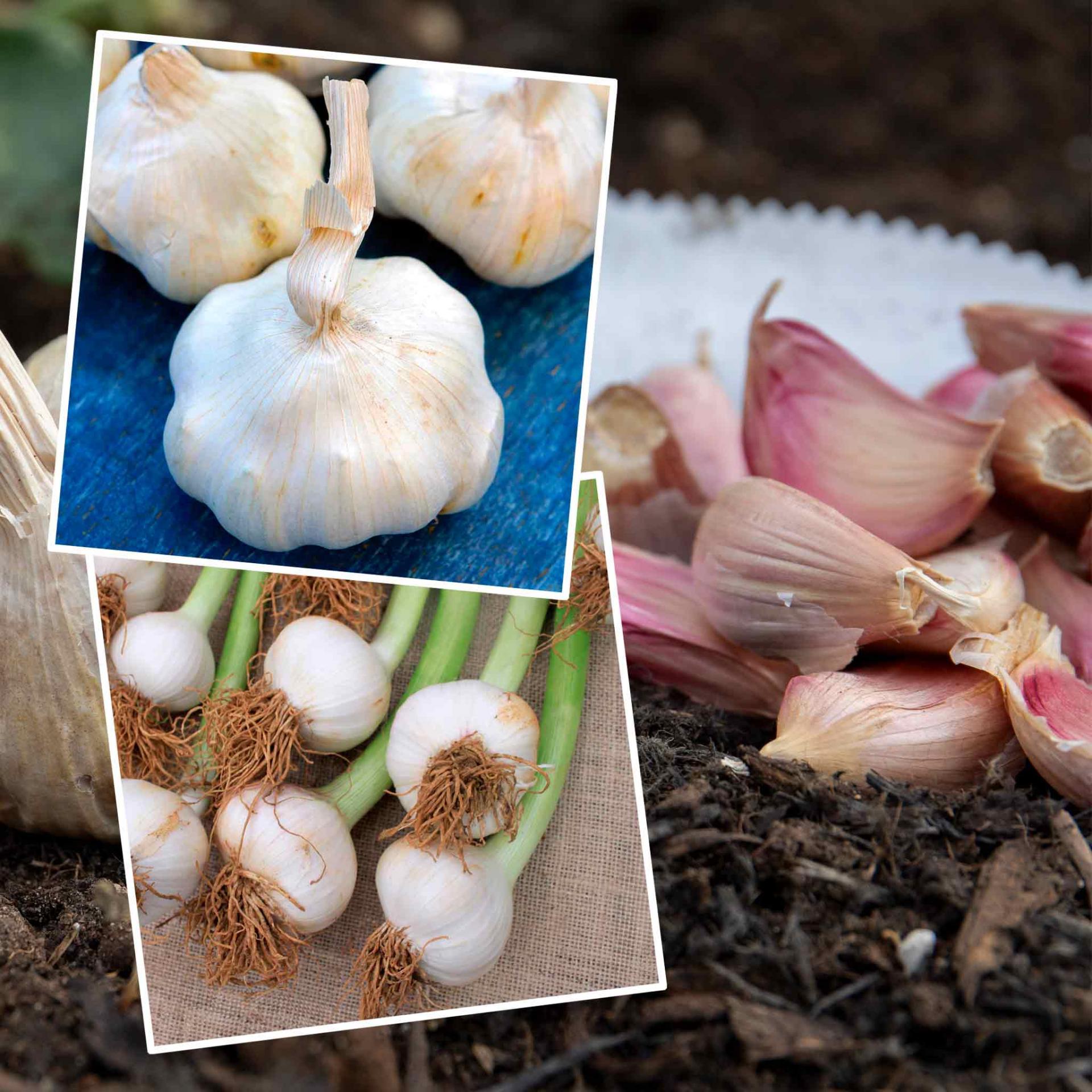 1810406051_autumngarliccarcassonne_provenceduopack1