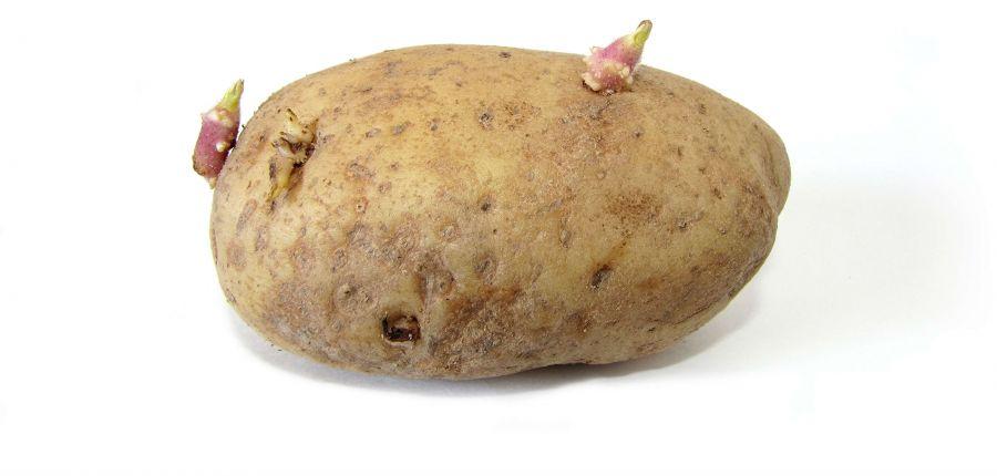 uploads/images/5a5899d1ad338 Potato With Sprouts