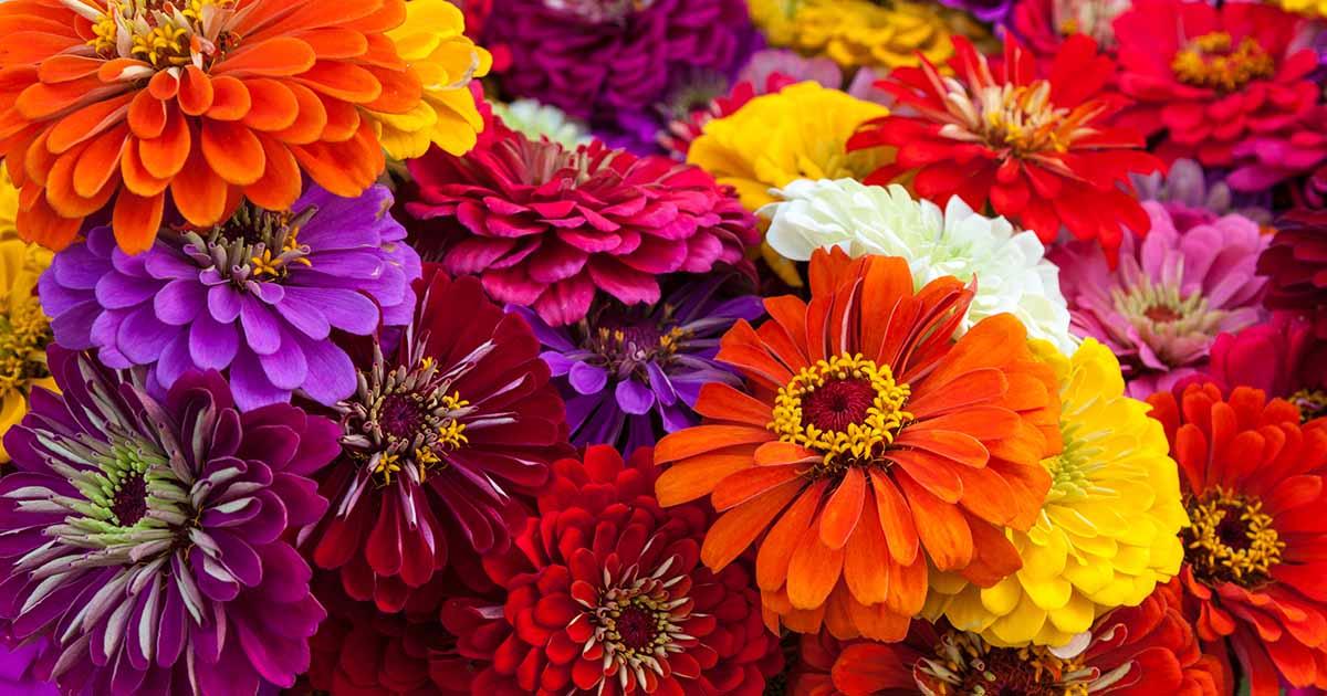 uploads/images/_cdn_shop_collections_types of Zinnias Fb