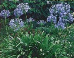 uploads/images/Agapanthus Blue Center Top 244x190