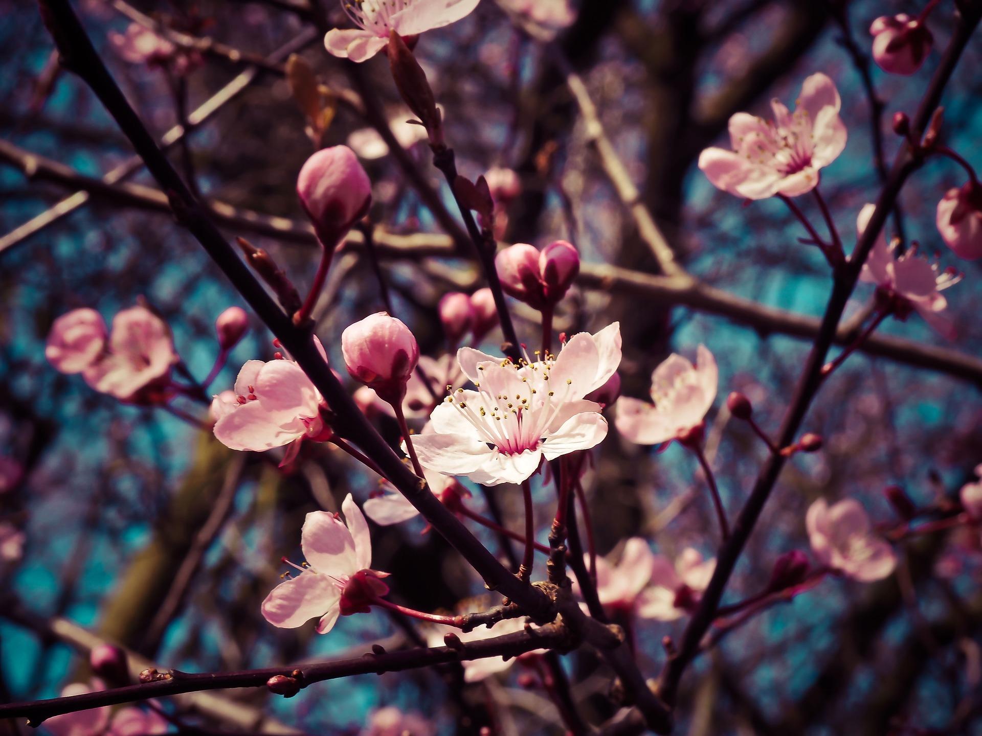 almond blossoms 1229138_1920