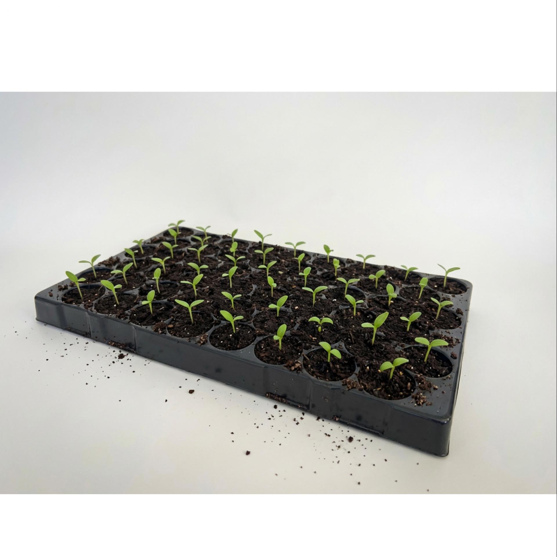 uploads/images/Amazon Product 2000x2000 76