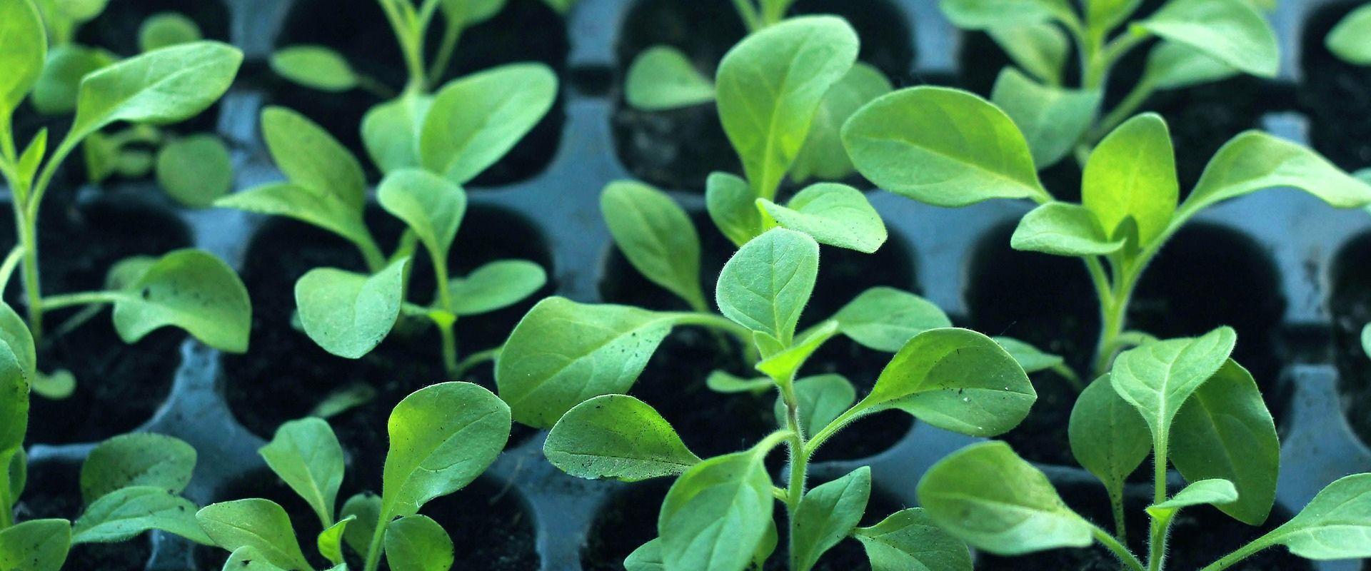 uploads/images/Ao Hero Image Greenhouse Sensation