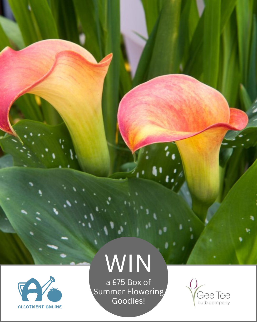 uploads/images/Ao I Greenhouse Sensation 10