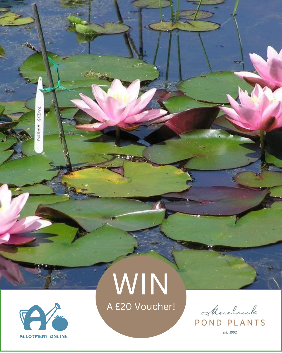 uploads/images/Ao I Greenhouse Sensation 23