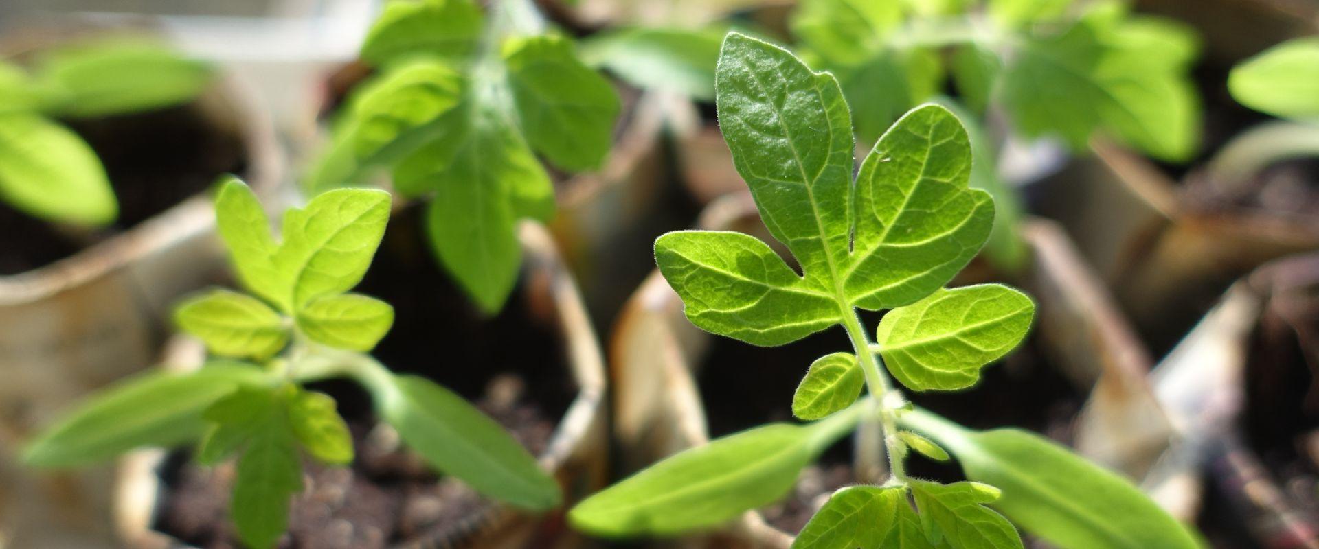 what to grow this month on your allotment
