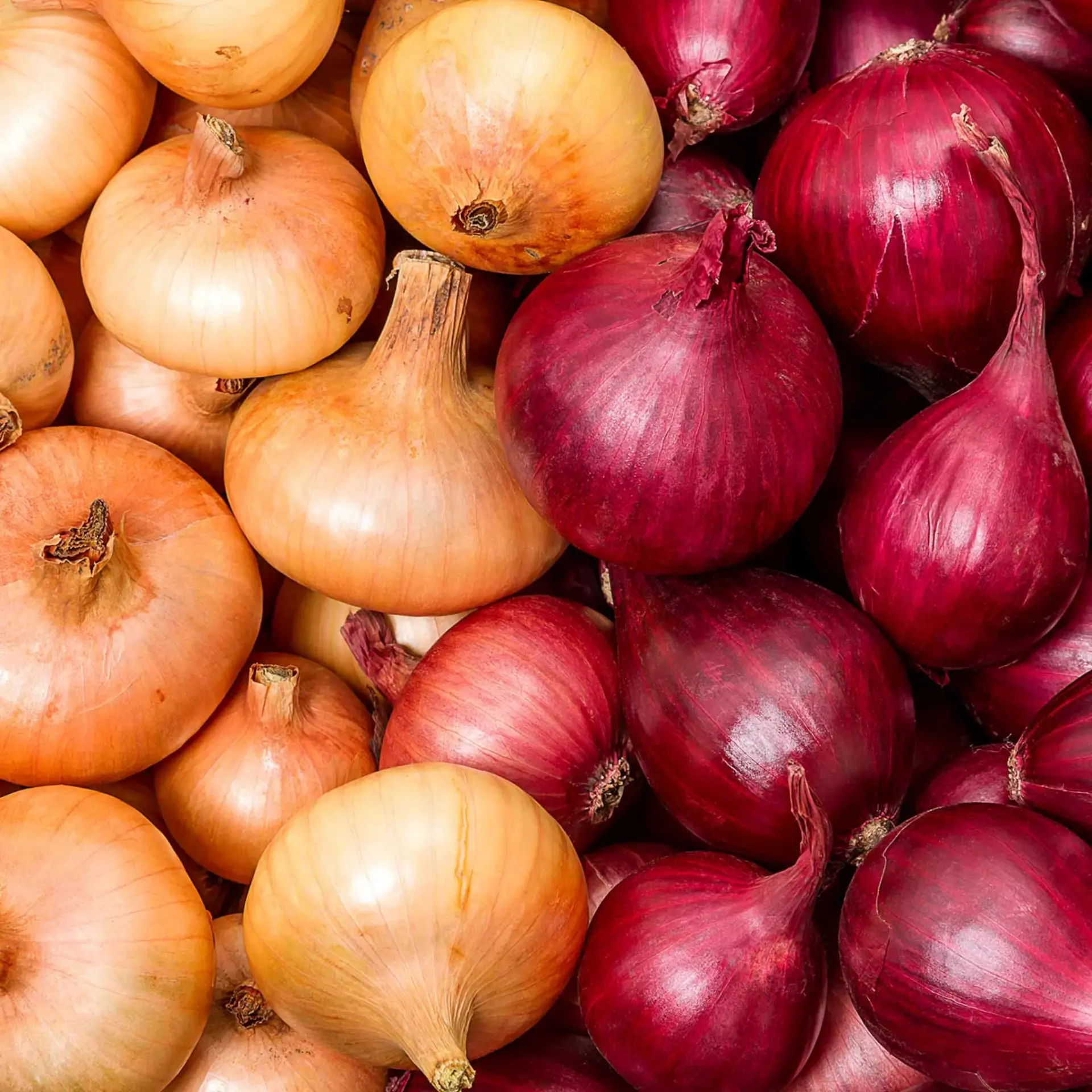 uploads/images/Autumn Onion Duo Pack Red Yellow Onions Mixed Marshalls Garden