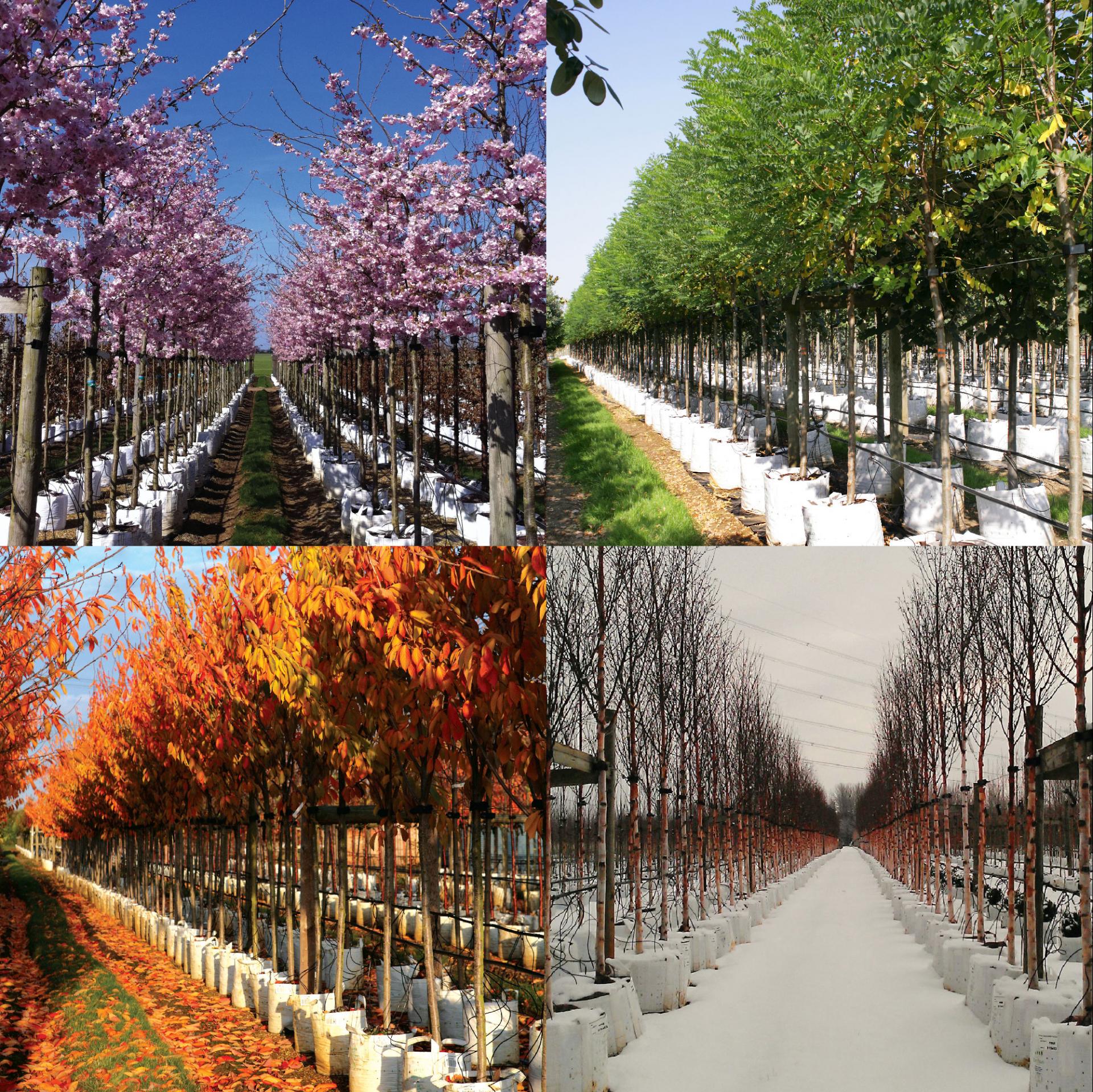 uploads/images/Barcham Trees Seasons