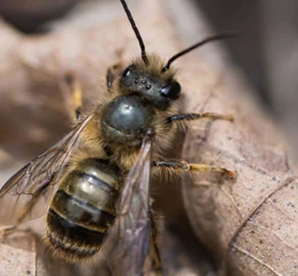 uploads/images/Bee 1 88da561627be3666112d147507577402