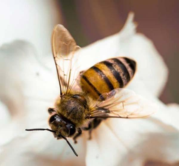 uploads/images/Bee 2 A357fcf4224c521531ab0b997849d456