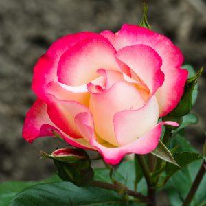 uploads/images/Birthday Girl Floribunda Rose Square 300x300