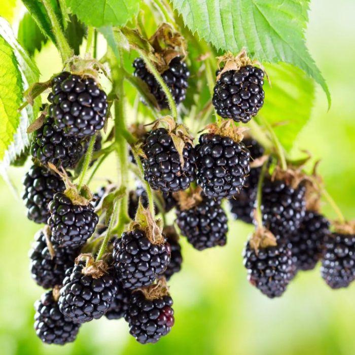 uploads/images/Blackberry Ouachita Giant Fruited Commercial Thorn Less Black Berry Large Circa 150 180cms Plants