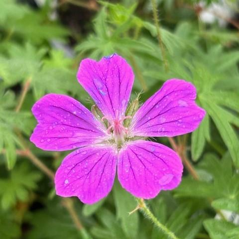uploads/images/Bloody Cranesbill Flower