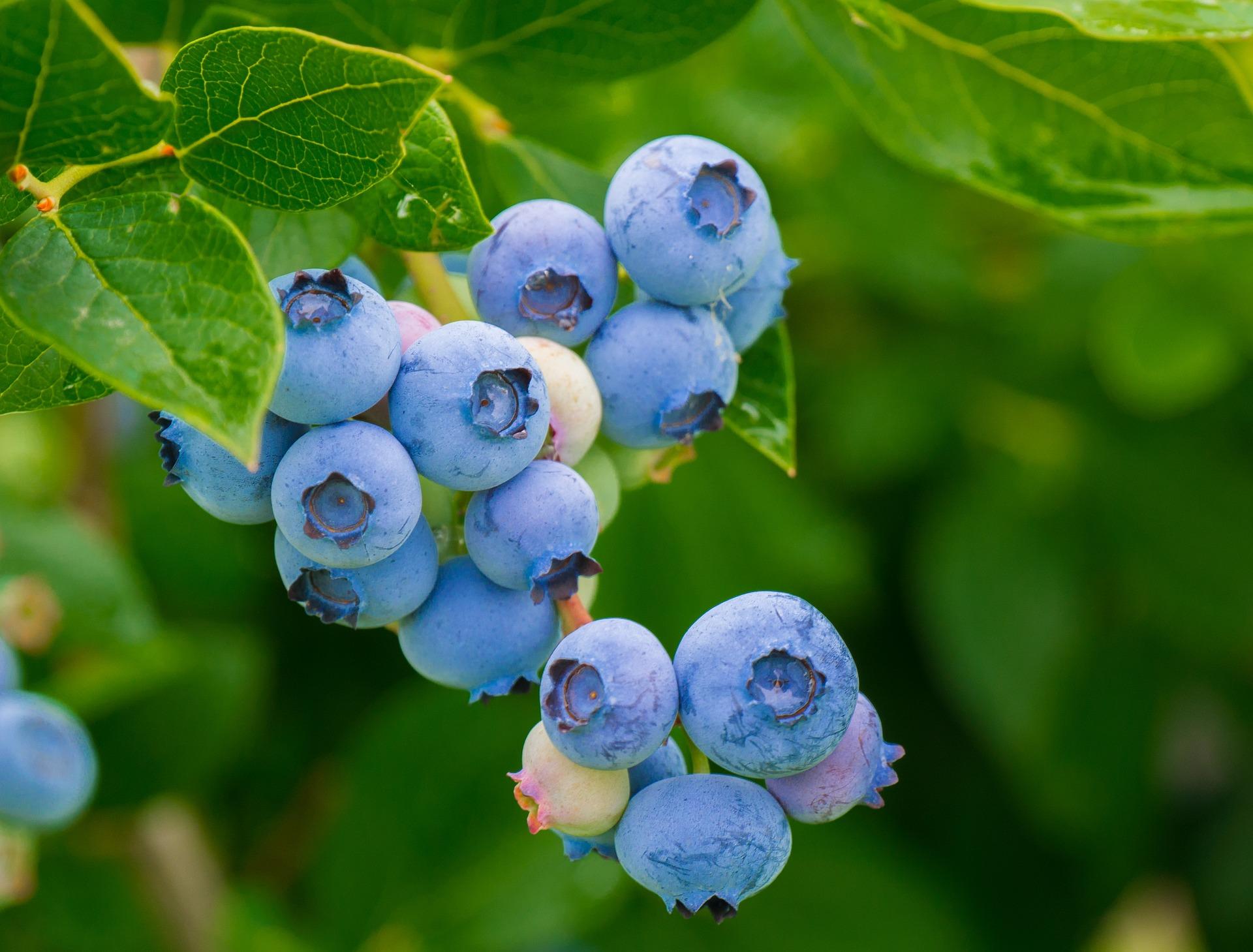 blueberries 3548239_1920