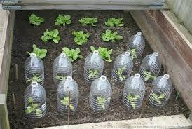 uploads/images/Bottle Cloches