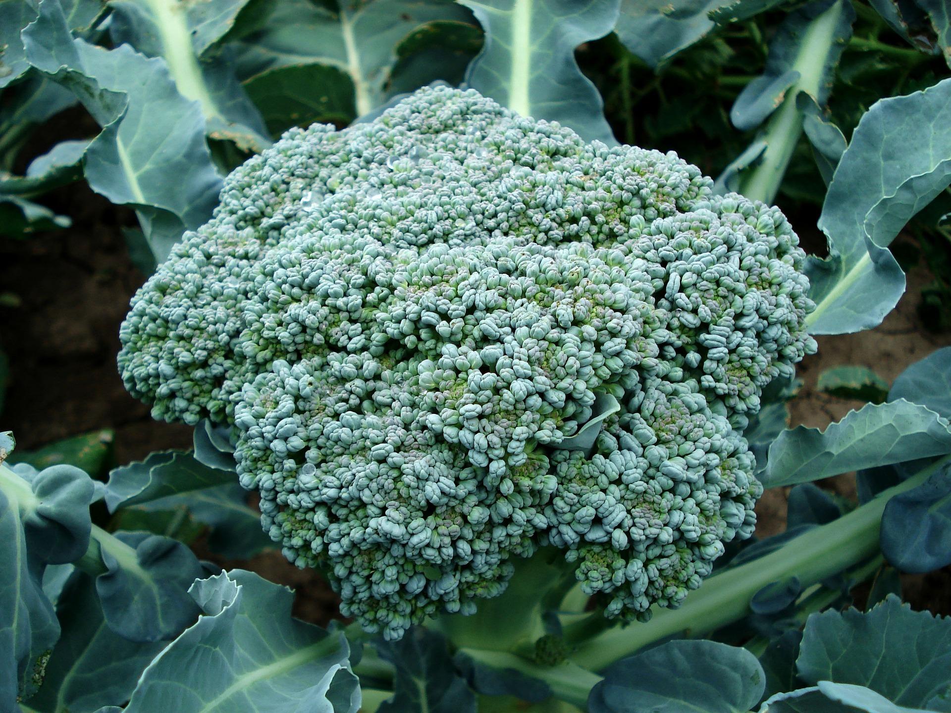 broccoli 494754_1920